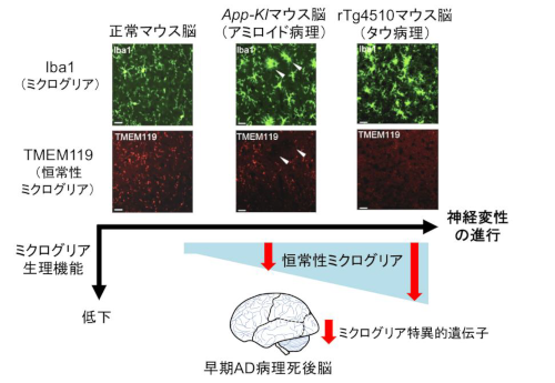 研究紹介(microglia RNA-seq)