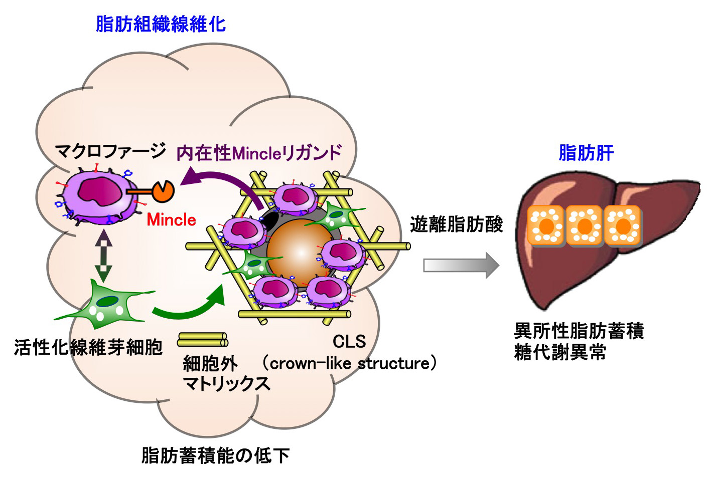 図:肥満に伴う脂肪組織の線維化を招く鍵分子を発見