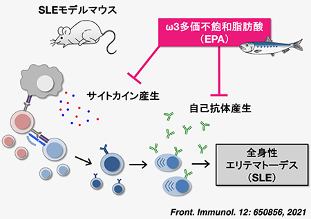 図:エイコサペンタエン酸の摂取は形質細胞分化を抑制し、全身性エリテマトーデス病態を改善する