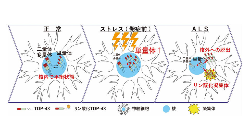 TDP-43単量体化によるALS病態の形成