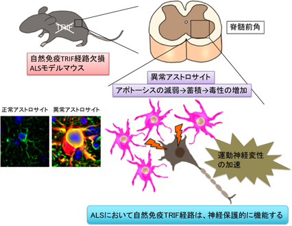 異常化アストロサイトと自然免疫