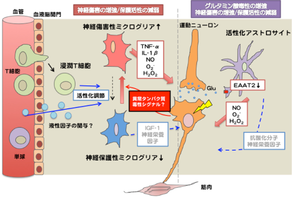 グリア-免疫細胞連関